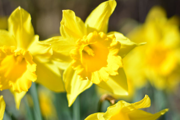 Frühlingsbeginn auf dem Bauernhof